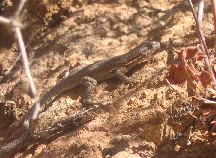 Side-blotched Lizard
